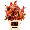Euc. Cinerea Preserved Autumn