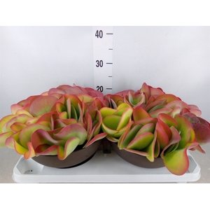 Kalanchoe NF thyrsiflora