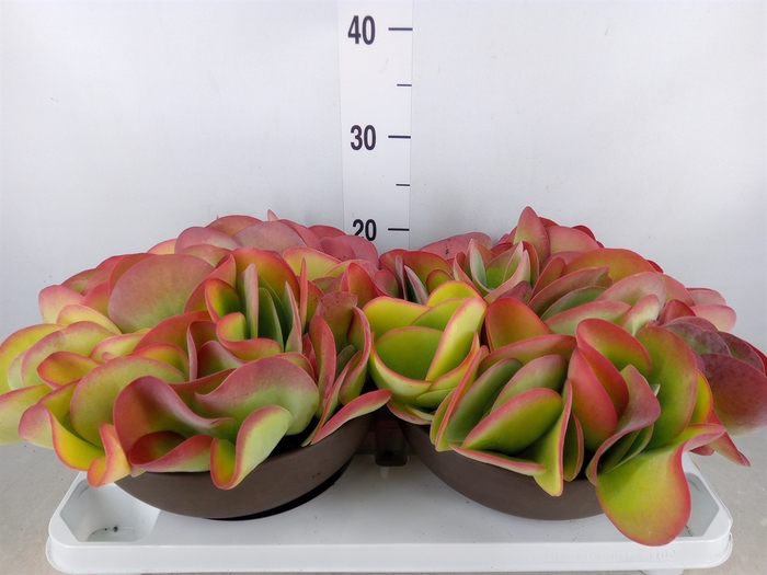 <h4>Kalanchoe NF thyrsiflora</h4>