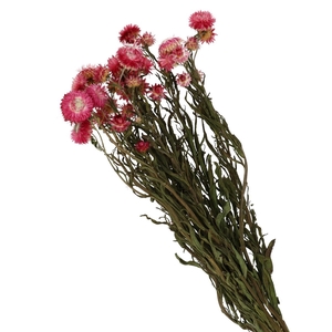 Dried flowers Helichrysum 40-60cm