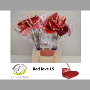 ANTH A RED LOVE