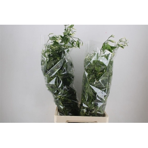Jasmijn Ranken P Bunch