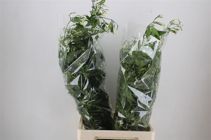 <h4>Jasmijn Ranken P Bunch</h4>