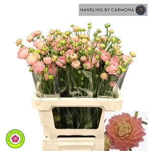 RAN N MODERN RIVIERA