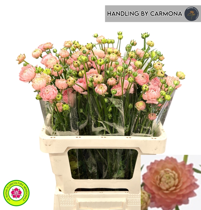 <h4>RAN N MODERN RIVIERA</h4>