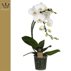 Phal El Boomerang White