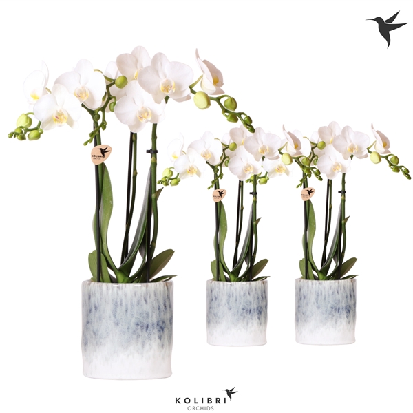 <h4>Kolibri Orchids Phalaenopsis white 3 spike in Sky pot</h4>