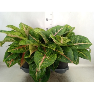 Aglaonema  'Spring Red'