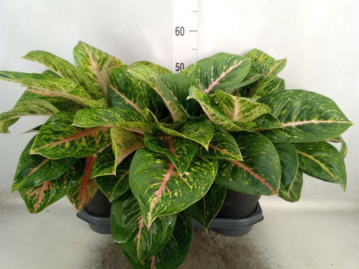 Aglaonema  'Spring Red'