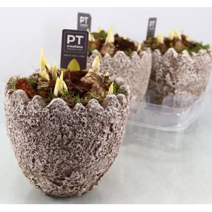 Narcissus Tete a Tete arr. 16Ø 18cm