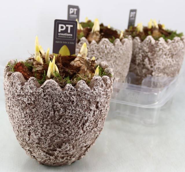 Narcissus Tete a Tete arr. 16Ø 18cm