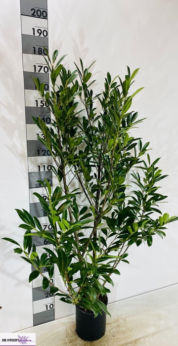 <h4>PRUN LA CAUCASICA</h4>