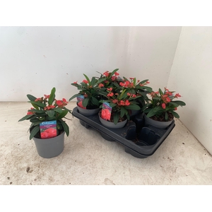 EUPHOR MI MAXI OLYMP