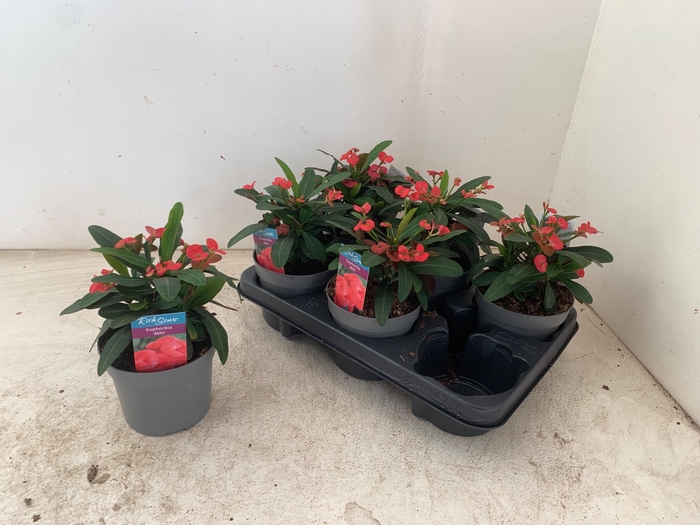 <h4>EUPHOR MI MAXI OLYMP</h4>