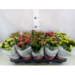 Kalanchoe blos. 'RoyalDon'   ..mix
