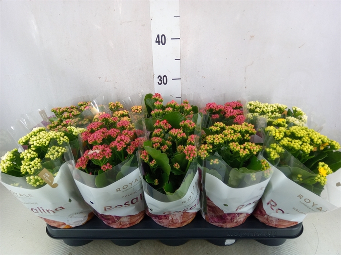 <h4>Kalanchoe blos. 'RoyalDon'   ..mix</h4>