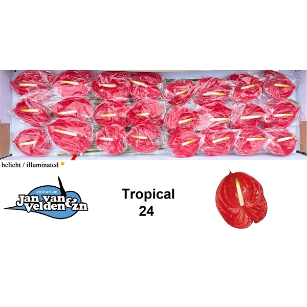 <h4>Tropical 24</h4>