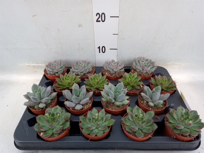 <h4>Echeveria   ...mix</h4>