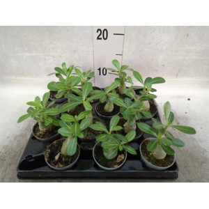 Adenium obesum