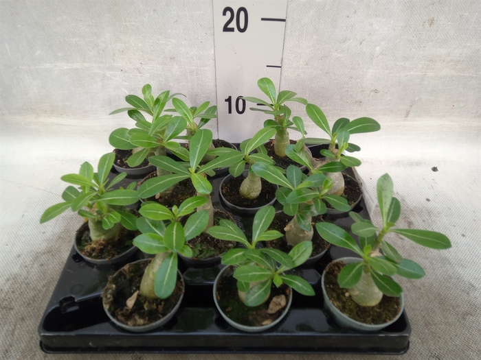 Adenium obesum