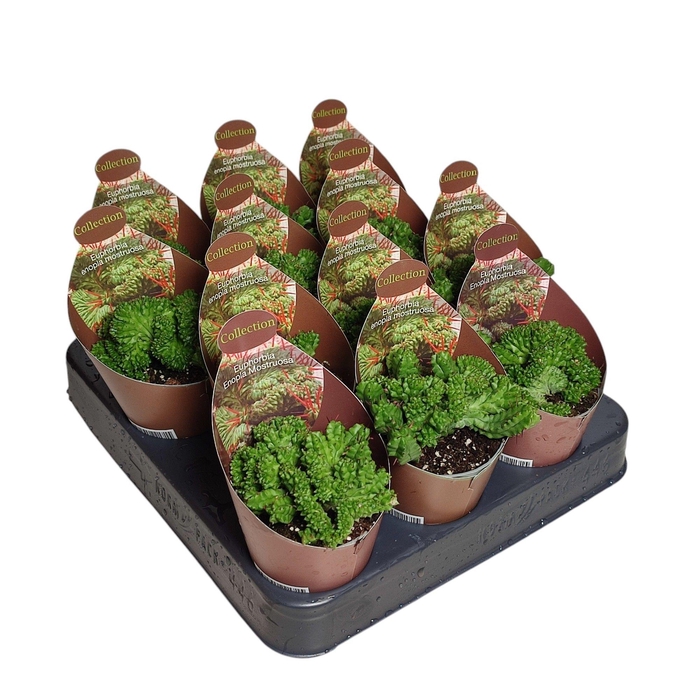 <h4>EUPHORBIA ENOPLA</h4>