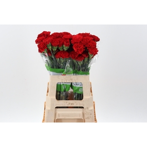 Di St Red Marthe 60cm
