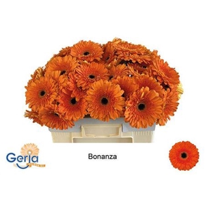 Ge Gr Bonanza