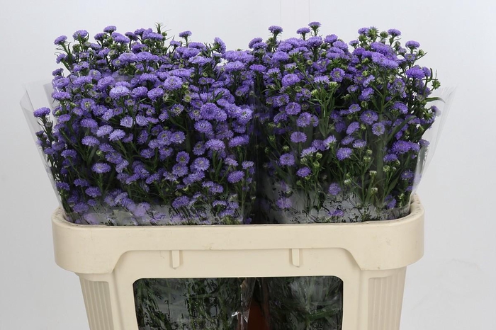 <h4>Aster Baby Blue</h4>