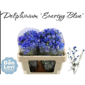 DELPH EN ENERGY BLUE