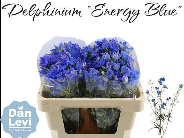 <h4>DELPH EN ENERGY BLUE</h4>