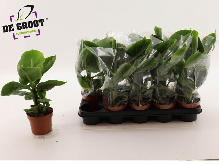 <h4>MUSA TROPICANA</h4>