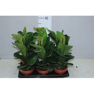 Ficus Lyrata
