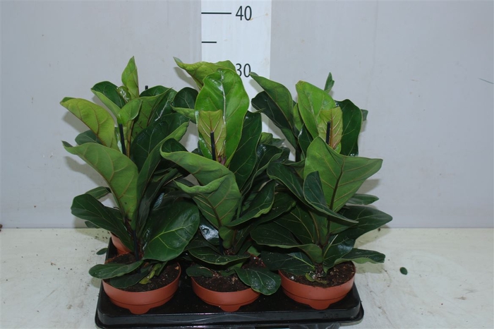 <h4>Ficus Lyrata</h4>