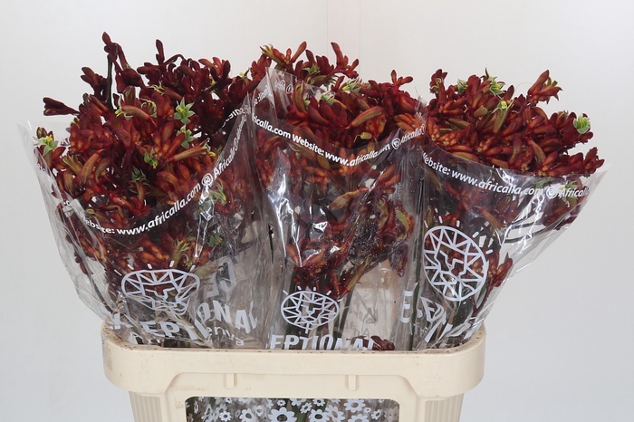 <h4>Anigozanthos Early Spring Indoor</h4>