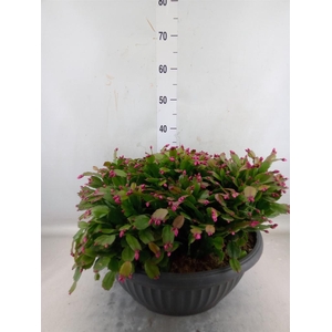 Schlumbergera   ...
