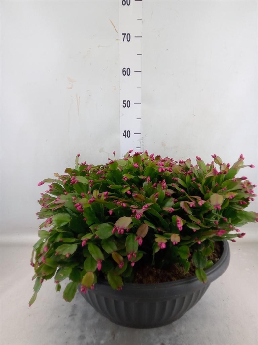 <h4>Schlumbergera   ...</h4>