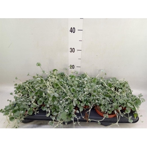 Dichondra argentea 'Silver Falls'