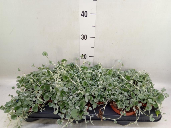 <h4>Dichondra argentea 'Silver Falls'</h4>