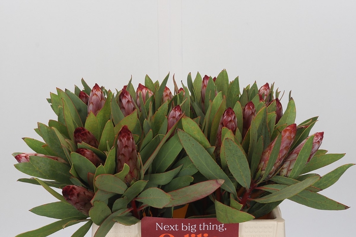 <h4>Protea Robijn</h4>