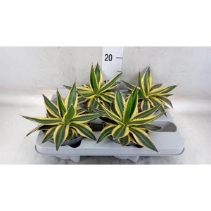 Agave lophantha 'Quadricolor'