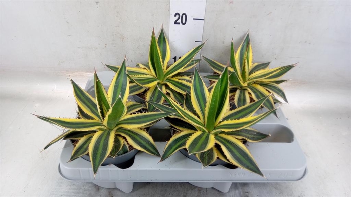 <h4>Agave lophantha 'Quadricolor'</h4>