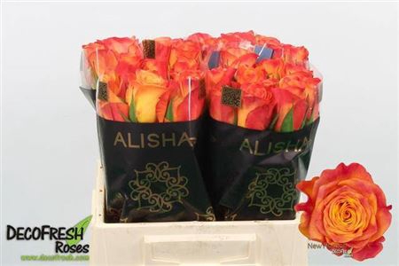 <h4>Rosa a grande fleur New Horizon</h4>