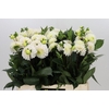 Dahlia White Isa