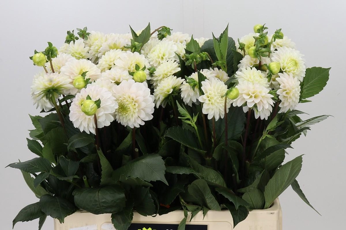 <h4>Dahlia White Isa</h4>