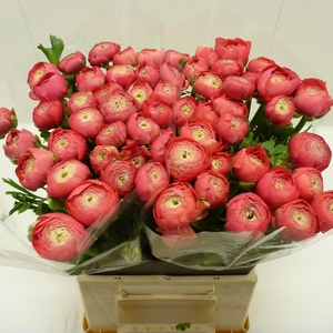 Ran Success Fragolino