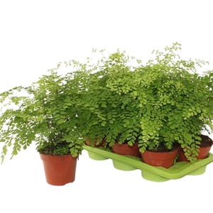 ADIAN RAD FRAGRANS