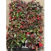 Gaultheria