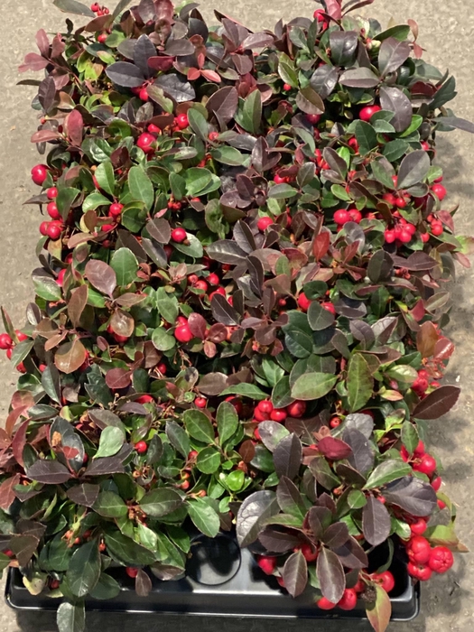 Gaultheria