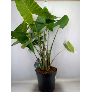 Alocasia zebrina