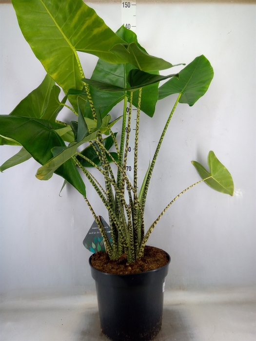<h4>Alocasia zebrina</h4>